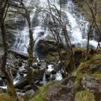 Plants: image 4 0f 4 thumb